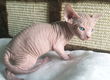 twee nestjes van Sphynx kittens - 2 - Thumbnail