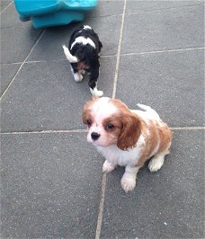 Beide Cavalier King Charles Spaniel puppy's