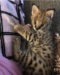 F1 Savannah Kitten Cat / Serval Hybrid - Mooie zwarte neus - Los Angeles - 1