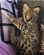 F1 Savannah Kitten Cat / Serval Hybrid - Mooie zwarte neus - Los Angeles - 1 - Thumbnail