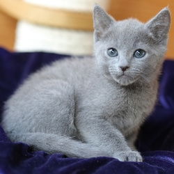 Rasechte Russische blauwe kittens allergievrij - 1