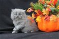 CFA Perzische kittens - 1 - Thumbnail