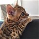 BENGAL Kittens beschikbaar - 1 - Thumbnail