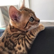 BENGAL Kittens beschikbaar