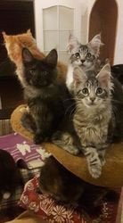 BigFoot Maine coon kittens beschikbaar. - 1