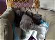 Scottish Fold Cats and Kittens - 1 - Thumbnail