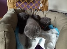 Scottish Fold Cats and Kittens