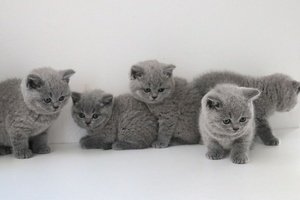 Blauwe Britse korthaar kittens beschikbaar - 1