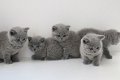 Blauwe Britse korthaar kittens beschikbaar - 1 - Thumbnail