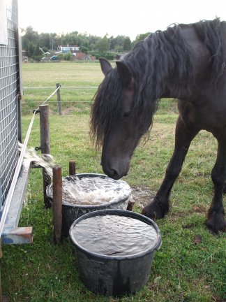 Ecologisch grasland/ weidegang voor blessurepaarden- rustperiode - Afbeelding 3