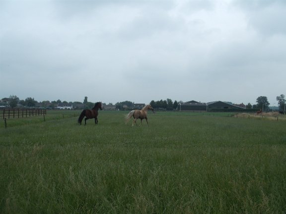 Ecologisch grasland/ weidegang voor blessurepaarden- rustperiode - nr. 1