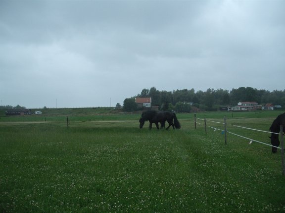 Ecologisch grasland/ weidegang voor blessurepaarden- rustperiode - Afbeelding 2