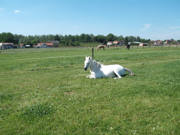 Ecologisch grasland/ weidegang voor blessurepaarden- rustperiode - Afbeelding 4