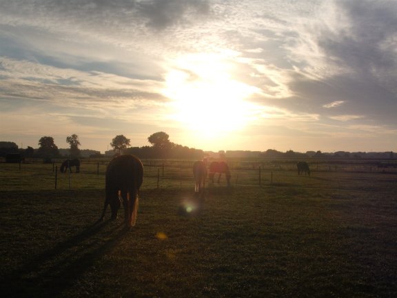Ecologisch grasland/ weidegang voor blessurepaarden- rustperiode - Afbeelding 6