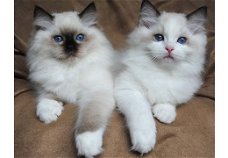 ongelooflijke, lieve en liefhebbende Ragdoll-kittens