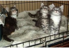 Charmante Maine Coons-kittens voor een goed huis