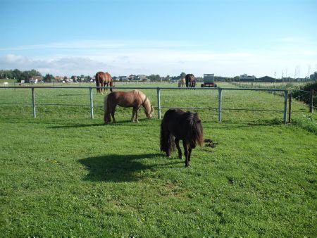 Logeerboerderij - pension B&B Bed&Boterhammen OpStee" Heerjansdam - Afbeelding 7