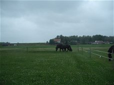 Ecologisch grasland/ weidegang voor blessurepaarden- rustperiode