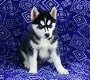 Geregistreerde Siberische Husky Puppies voor adoptie - 1 - Thumbnail