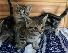 geregistreerde Bengaalse kittens