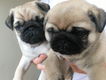 mannelijke en vrouwelijke pug puppy's - 1 - Thumbnail