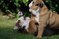 engels bulldog puppies - 1 - Thumbnail