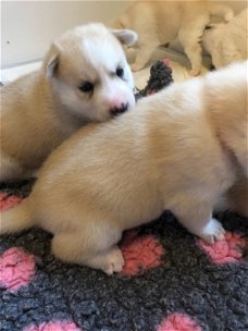 Siberische husky puppy's beschikbaar