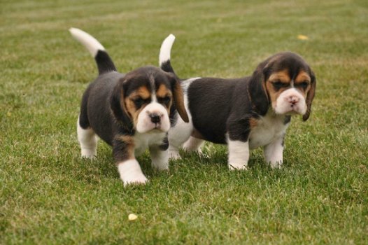 Mooie Beagle-puppy's - 1