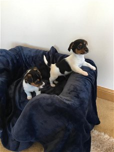 Mooie Jack Russell-puppy's