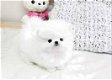 Prachtige pomeranian pups - 1 - Thumbnail