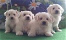 Tiny Kc geregistreerde prachtige Maltese puppy's - 1 - Thumbnail