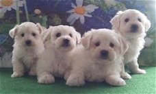 Tiny Kc geregistreerde prachtige Maltese puppy's