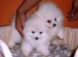 Little Micro Teacup Triple jas Bear Face Pomeranian Te Koop - 1