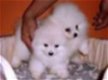 Little Micro Teacup Triple jas Bear Face Pomeranian Te Koop - 1 - Thumbnail