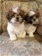 Shih Tzu-puppy's beschikbaar - 1 - Thumbnail