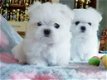 Zoete charmante Maltese puppy's - 1 - Thumbnail