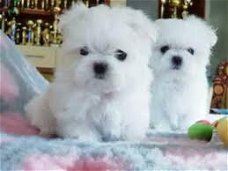 Zoete charmante Maltese puppy's