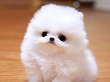 Pomeranian pups beschikbaar!!