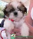 Mooie mannelijke en vrouwelijke Shih Tzu-puppy's - 1 - Thumbnail
