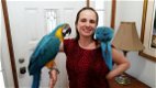 Pratende ara papegaaien - 2 - Thumbnail