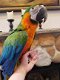 Pratende ara papegaaien - 4 - Thumbnail