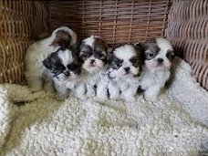 Prachtige imperiale Shih Tzu-puppy's