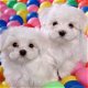 ? Maltese puppy's - 1 - Thumbnail