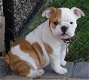 Engelse Bulldog Pups Kc Geregistreerd - 1 - Thumbnail