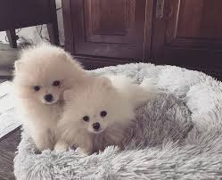 Schattige POMERANIAN pups te koop - 1