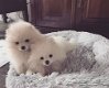 Schattige POMERANIAN pups te koop - 1 - Thumbnail