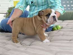 Uitstekende Engelse Bulldog-puppy's - 1