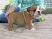 Uitstekende Engelse Bulldog-puppy's - 1 - Thumbnail