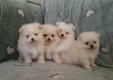 ? Lovely Pomeranian pups te koop - 1 - Thumbnail