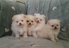 ? Lovely Pomeranian pups te koop